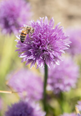 Bee in the chive field all purple