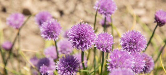 Bee in the chive field all purple