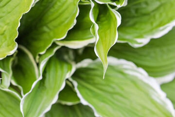 Natural background. Hosta (Funkia, Plantain Lilies) in the garden. Close-up green leaves with white border