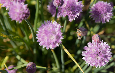 Bee in the chive field all purple
