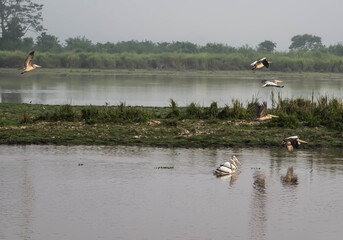 Large male Indian Elephant and Wild Water Buffalo at Kaziranga National Park, Asam, India
