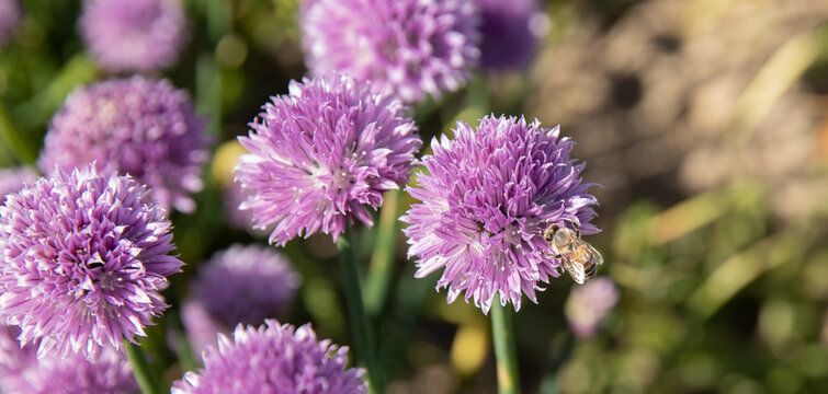 Bee in the purple chive field