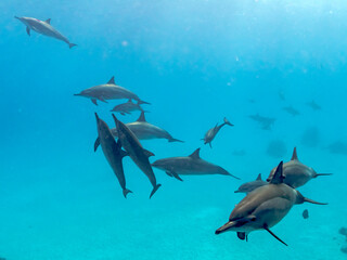 spinner dolphins pass by