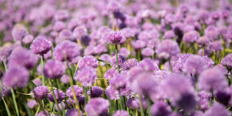 Obraz premium Chive field with purple flowers 