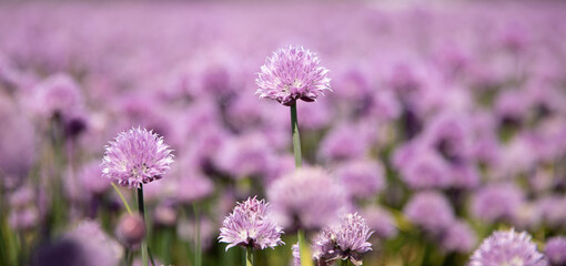 Chive field with purple flowers 
