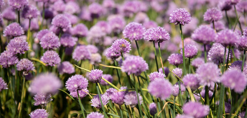 Obraz premium Chive field with purple flowers 