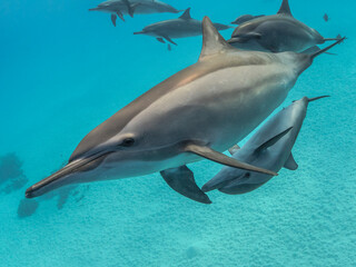 curious spinner dolphin and offspring inspect the snorkeler