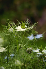 Fototapeta premium Blooming Nigella sativa in the garden. Also known as black caraway, black cumin, nigella