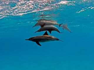 copulating spinner dolphins 