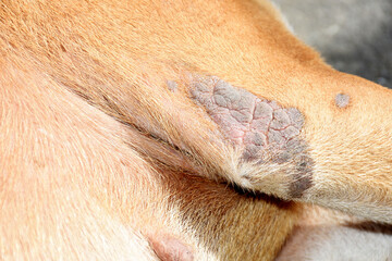 the dog sick leprosy skin	