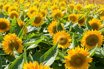 Fototapeta premium field of sunflowers
