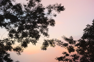 Dramatic atmosphere panorama view of silhouette trees on colorful twilight summer sky background.