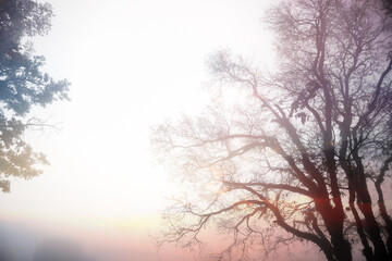 Plakat Photography effect of silhouette blurry trees in the winter fog twilight atmosphere show beautiful texture of branch isolated on white sky.
