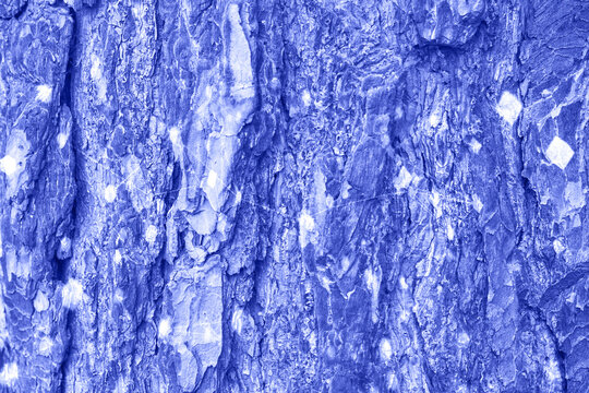 blue pine bark texture. natural view of the forest. horizontal banner