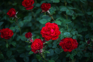 A beautiful rose Bush blooms in late spring and summer in the garden. Selective and soft focus. Rose close-up with a copy of the space. Beautiful blur, bokeh.