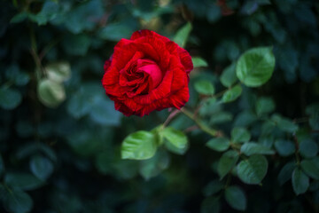 A beautiful rose Bush blooms in late spring and summer in the garden. Selective and soft focus. Rose close-up with a copy of the space. Beautiful blur, bokeh.