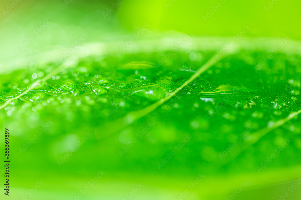 Poster leaves close up nature view of green leaf on blurred greenery background in garden use as background