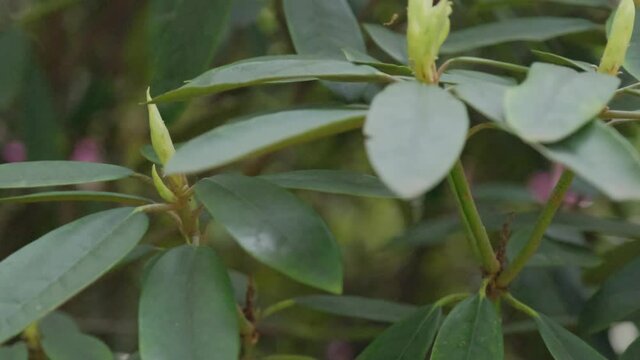 Leaves and ovary of a catawba of rhododendron. Sway in the wind close-up.