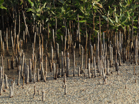 mangrove aerial roots in egypt (mangrove bay)