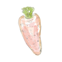 にんじん、水彩画手書き風野菜シリーズ