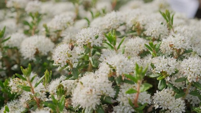 Bees pollinate Ledum marsh. Close-up of white flowers of Ledum.