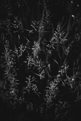 Natural background from plants