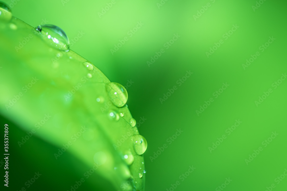 Poster leaves close up nature view of green leaf on blurred greenery background in garden use as background
