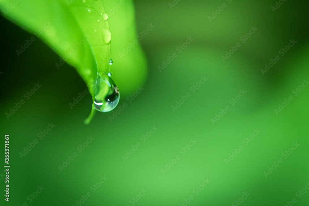 Poster leaves close up nature view of green leaf on blurred greenery background in garden use as background