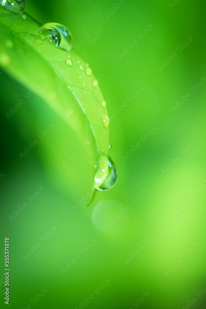 Poster leaves close up nature view of green leaf on blurred greenery background in garden use as background