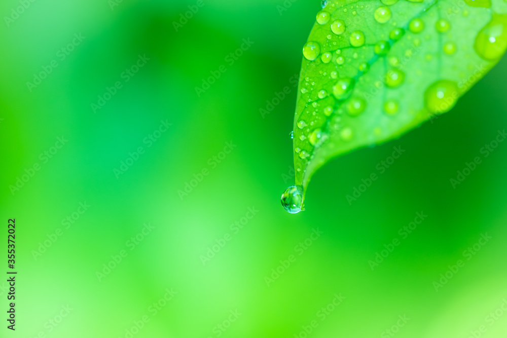 Poster leaves close up nature view of green leaf on blurred greenery background in garden use as background