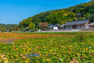 Traditional houses behind a lotus pond at Yangdong folk village in the Republic of Korea