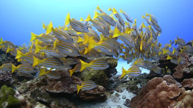 yellow fish swim in tropical coral reef 