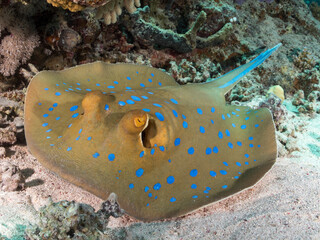 blue spotted ribbontail ray under coral shelter