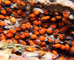 Red beetle close up. Macro shot.