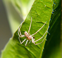 Little spider close up. Macro shot.