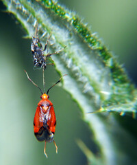 Red beetle close up. Macro shot.