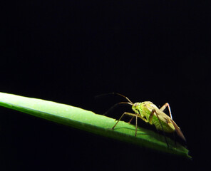 Green beetle close up. Macro shot.