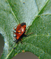 Red beetle close up. Macro shot.