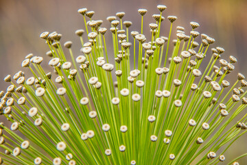 white flower known as always alive outdoors.