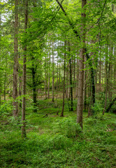 Obraz premium Zalany światłem las świerkowy