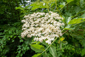 Blühender Holunder (Sambucus)