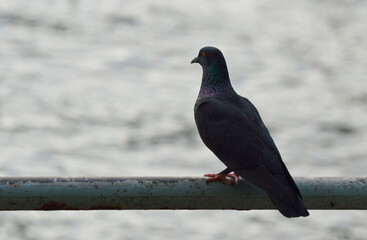 Pigeon bird standing on old metal tube over sea background