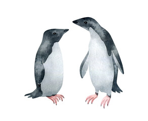 Watercolor Adelie penguin. Wild northern Antarctic animal. Cute grey bird.