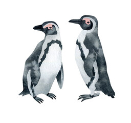 Watercolor African penguin. Wild northern Antarctic animal. Cute grey bird.