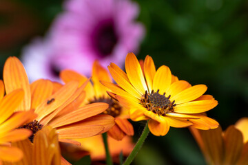 Aster, close up of a beautiful flower in the garden at spring time