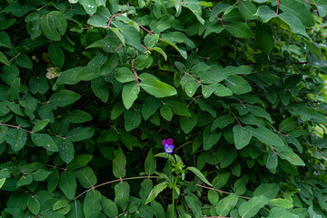 A purple flower, pansies in a breen bush, nature, garden