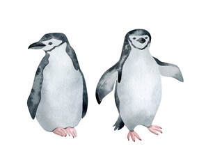Watercolor Chinstrap penguin. Wild northern Antarctic animal. Cute grey bird.