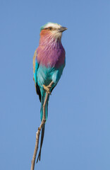 Lilac-breasted roller perched on thin stick