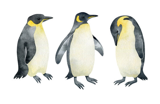 Watercolor Emperor penguin. Wild northern Antarctic animal. Cute grey bird.