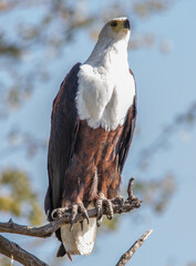 Fish Eagle perched in tree looking for fish in water below